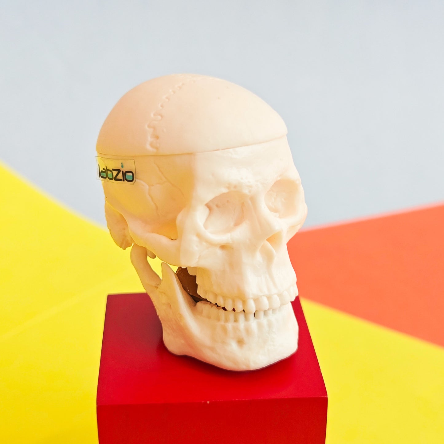 Micro skull model , 1/4 th natural size, 3 part anatomical learning skeleton head for students- easy to carry, pack of 1