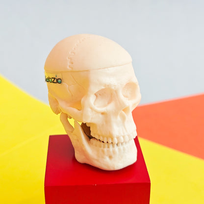 Micro skull model , 1/4 th natural size, 3 part anatomical learning skeleton head for students- easy to carry, pack of 1