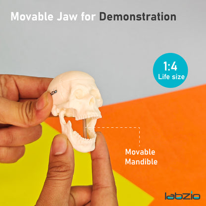 Micro skull model , 1/4 th natural size, 3 part anatomical learning skeleton head for students- easy to carry, pack of 1