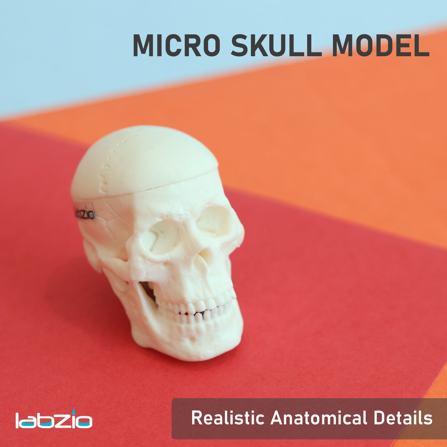 Micro skull model , 1/4 th natural size, 3 part anatomical learning skeleton head for students- easy to carry, pack of 1