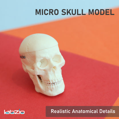 Micro skull model , 1/4 th natural size, 3 part anatomical learning skeleton head for students- easy to carry, pack of 1