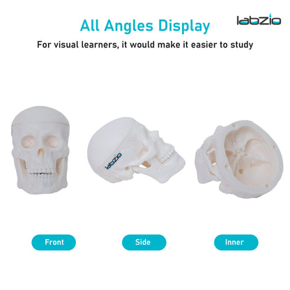 Micro skull model , 1/4 th natural size, 3 part anatomical learning skeleton head for students- easy to carry, pack of 1