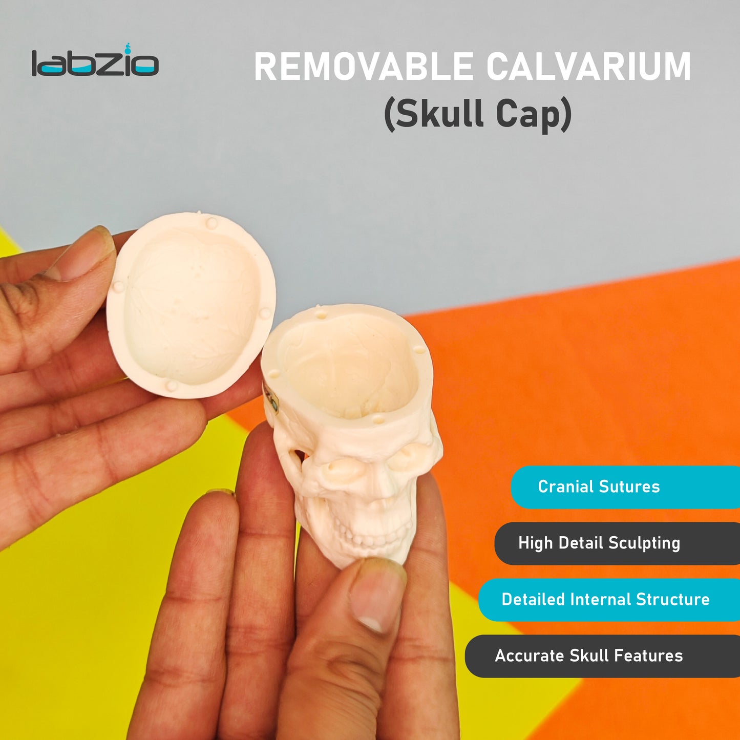 Micro skull model , 1/4 th natural size, 3 part anatomical learning skeleton head for students- easy to carry, pack of 1