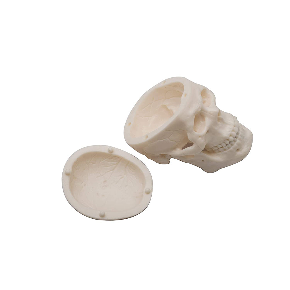 Micro skull model , 1/4 th natural size, 3 part anatomical learning skeleton head for students- easy to carry, pack of 1