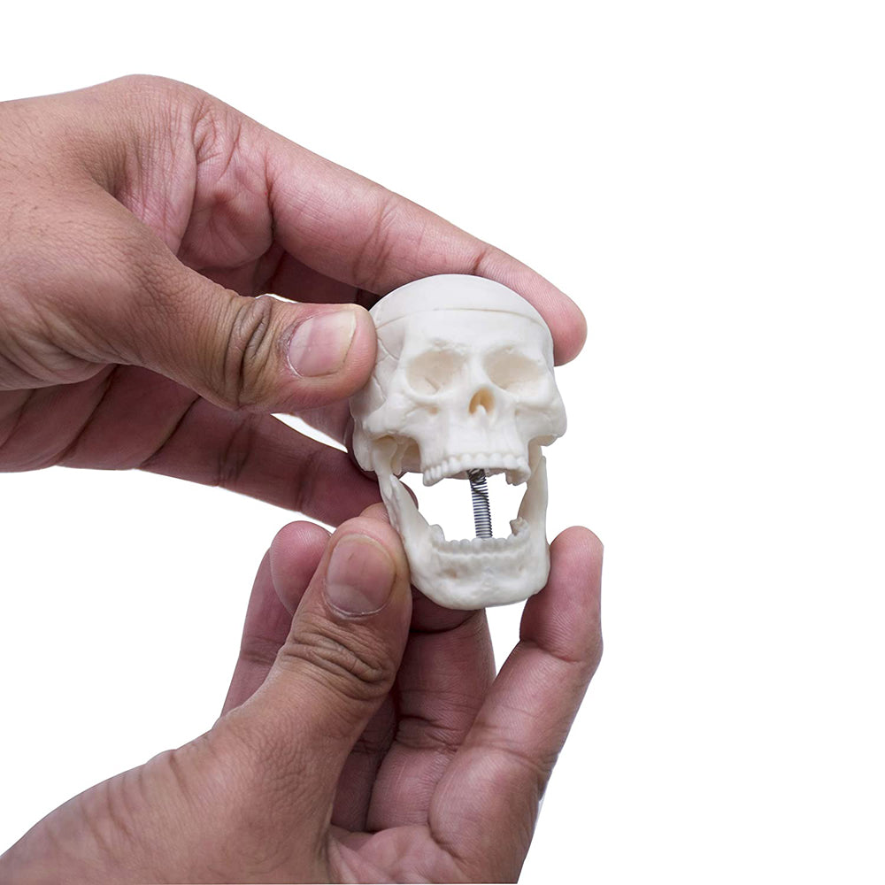 Micro skull model , 1/4 th natural size, 3 part anatomical learning skeleton head for students- easy to carry, pack of 1