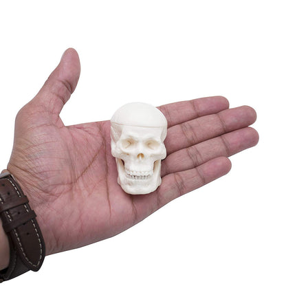 Micro skull model , 1/4 th natural size, 3 part anatomical learning skeleton head for students- easy to carry, pack of 1