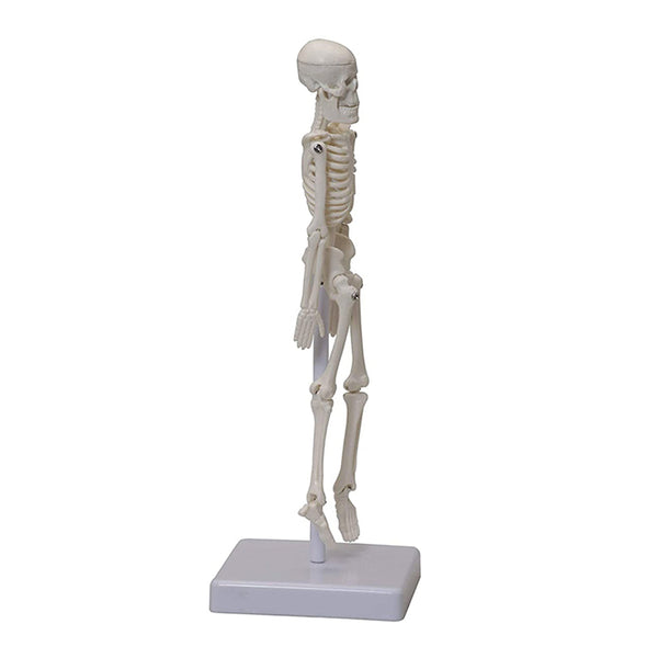 Micro skeleton model , 21cm height ,anatomical learning skeleton for students- easy to carry, pack of 1