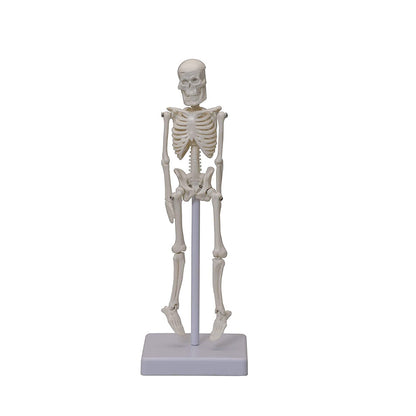 Micro skeleton model , 21cm height ,anatomical learning skeleton for students- easy to carry, pack of 1