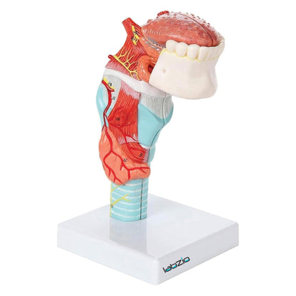 Labzio- Larynx,Tongue and Lower Jaw model, 5 Parts, Natural size, detailed key card included