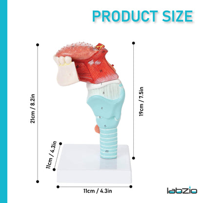 Labzio- Larynx,Tongue and Lower Jaw model, 5 Parts, Natural size, detailed key card included