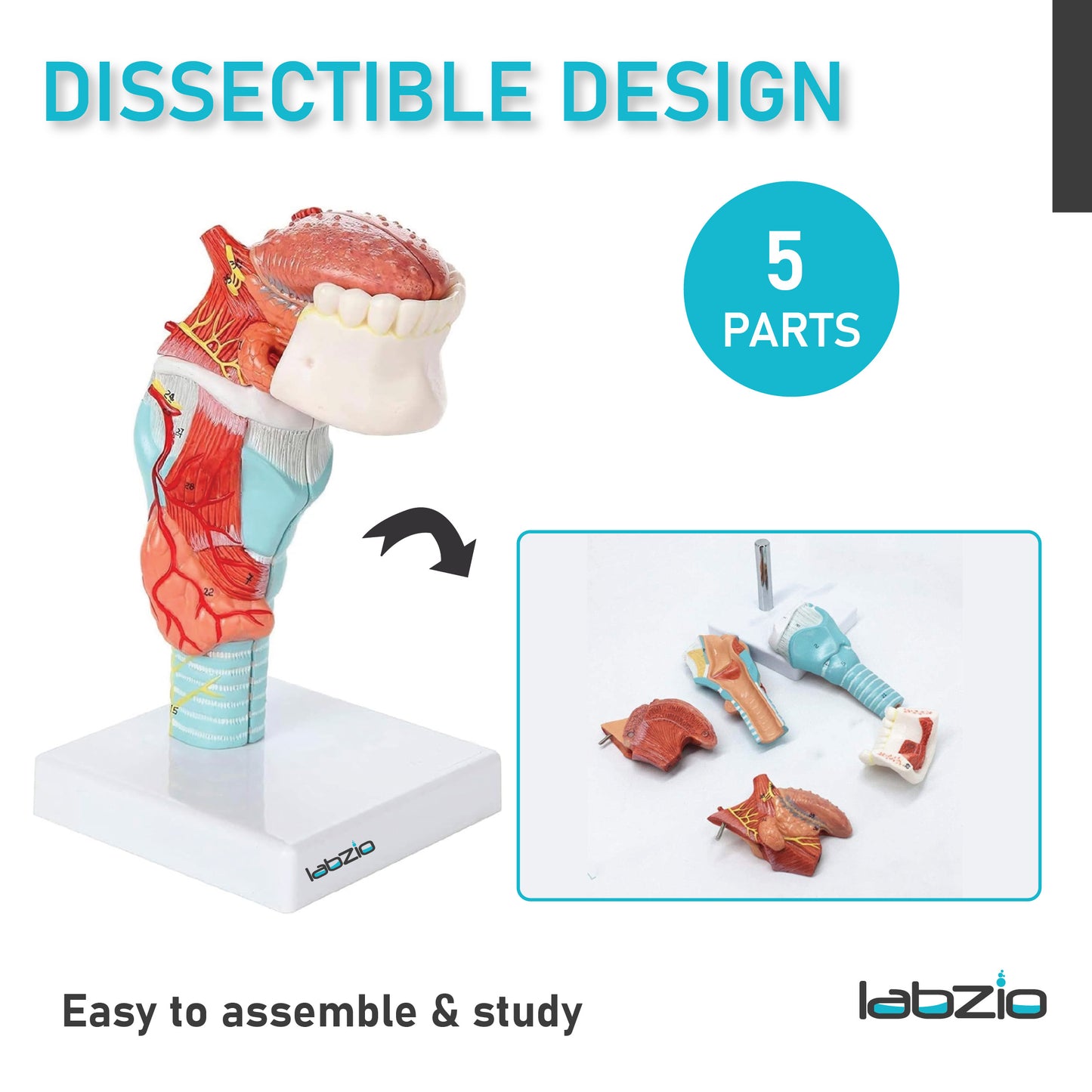 Labzio- Larynx,Tongue and Lower Jaw model, 5 Parts, Natural size, detailed key card included