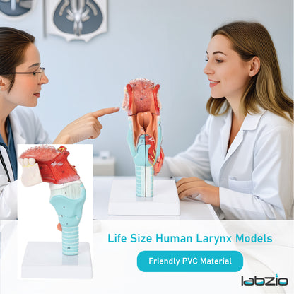 Labzio- Larynx,Tongue and Lower Jaw model, 5 Parts, Natural size, detailed key card included