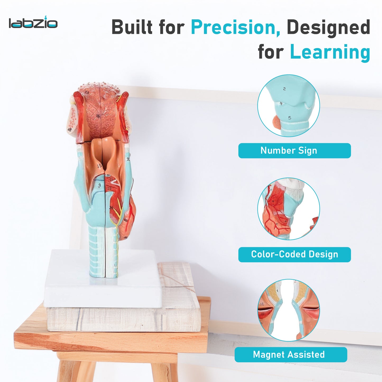 Labzio- Larynx,Tongue and Lower Jaw model, 5 Parts, Natural size, detailed key card included