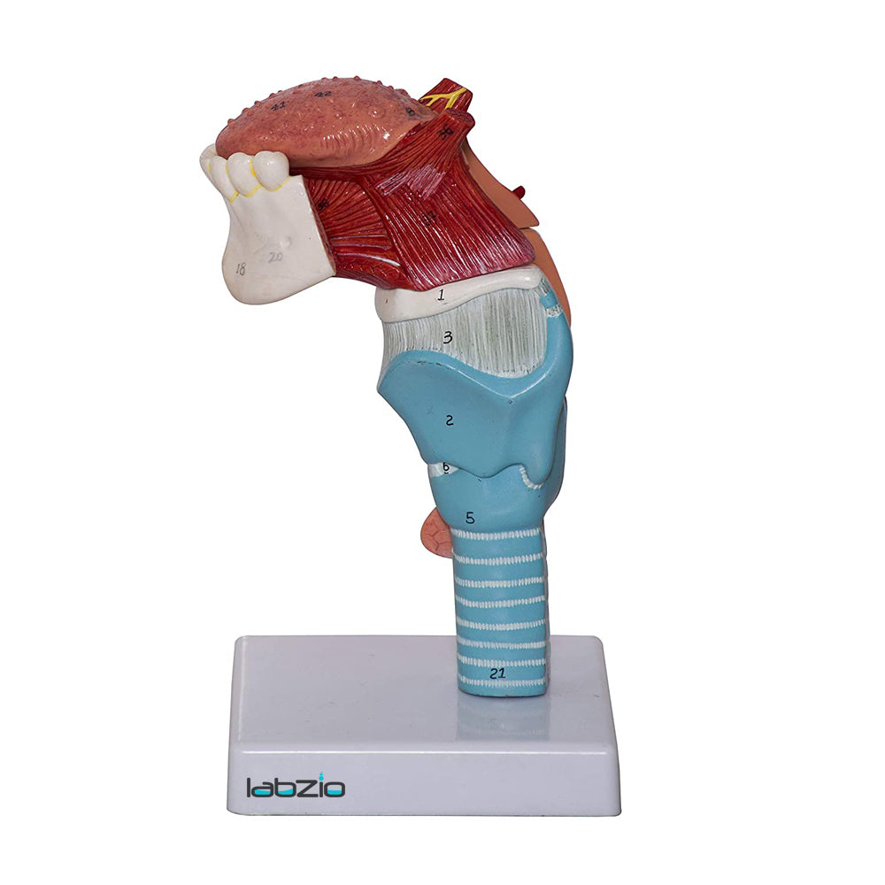 Larynx ,Tongue and Lower Jaw model , 5 Parts, Natural size , detailed key card included