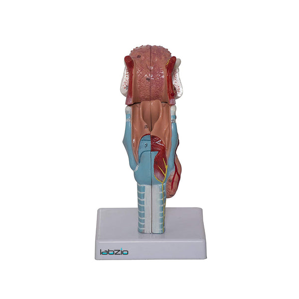 Larynx ,Tongue and Lower Jaw model , 5 Parts, Natural size , detailed key card included