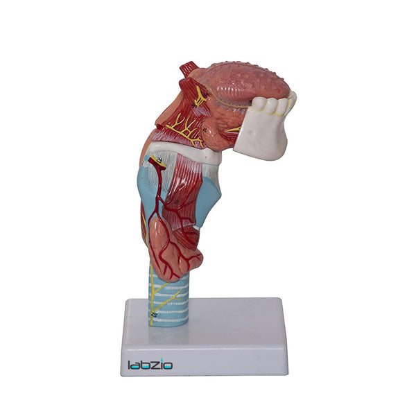 Larynx ,Tongue and Lower Jaw model , 5 Parts, Natural size , detailed key card included