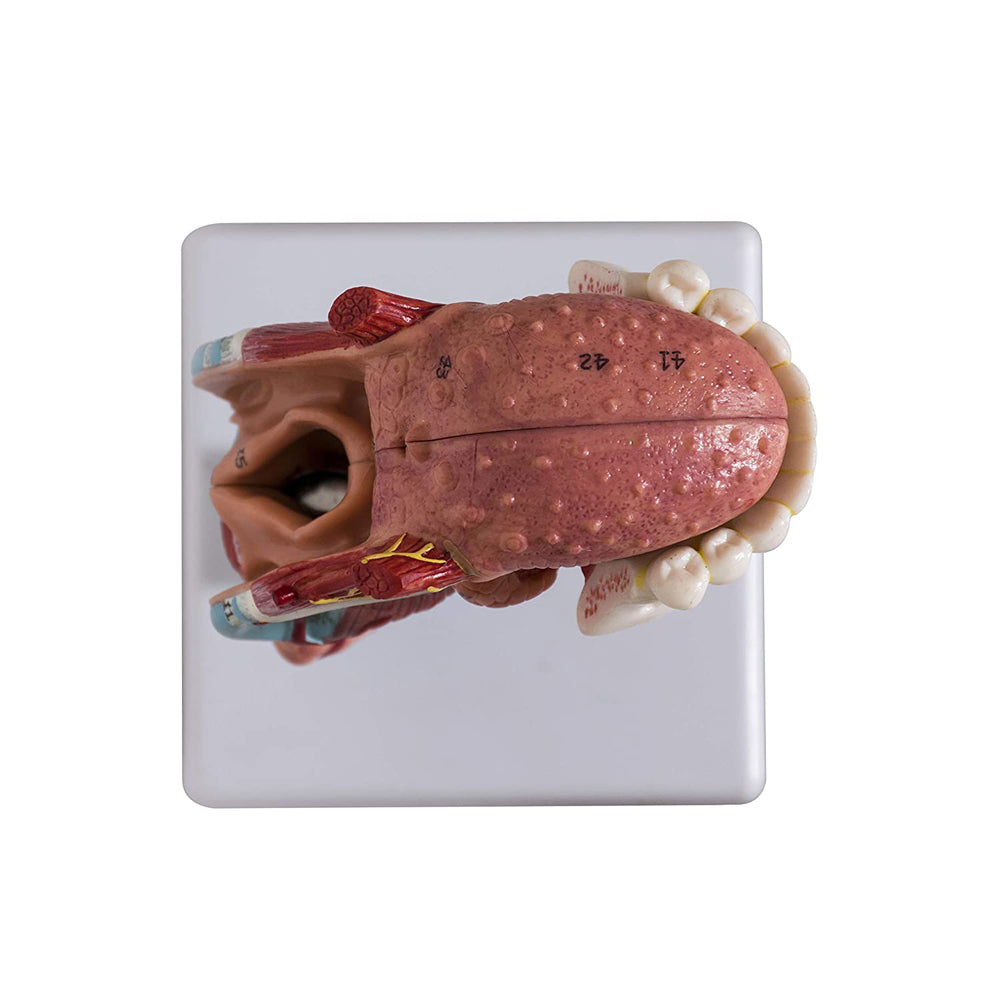 Larynx ,Tongue and Lower Jaw model , 5 Parts, Natural size , detailed key card included