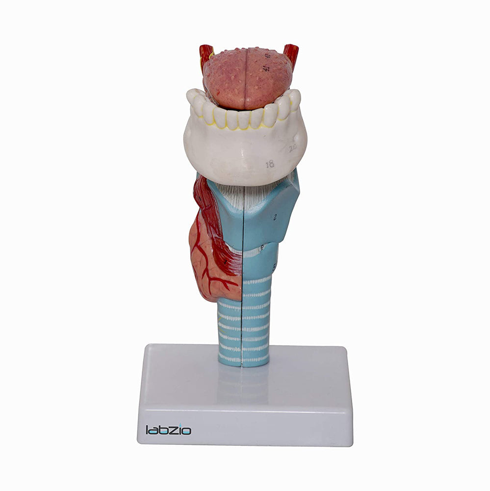 Larynx ,Tongue and Lower Jaw model , 5 Parts, Natural size , detailed key card included