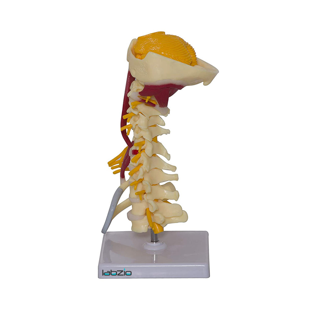 Cervical Spine with Occipital Bone, Nerves, and Muscles Anatomy Model