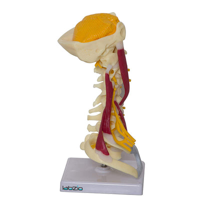 Cervical Spine with Occipital Bone, Nerves, and Muscles Anatomy Model