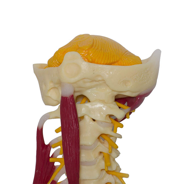 Cervical Spine with Occipital Bone, Nerves, and Muscles Anatomy Model