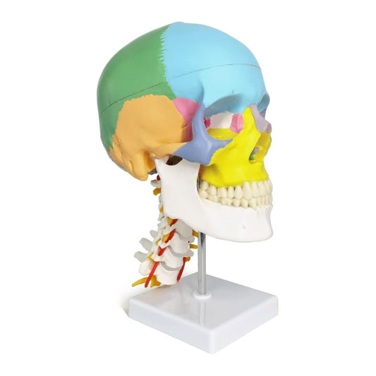 Labzio- Human life size coloured skull with Cervical Vertebrae showing Nerves and Arteries, 3 parts, detailed key card
