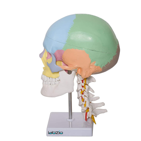 Human life size coloured skull with Cervical Vertebrae showing Nerves and Arteries , 3 parts , detailed key card