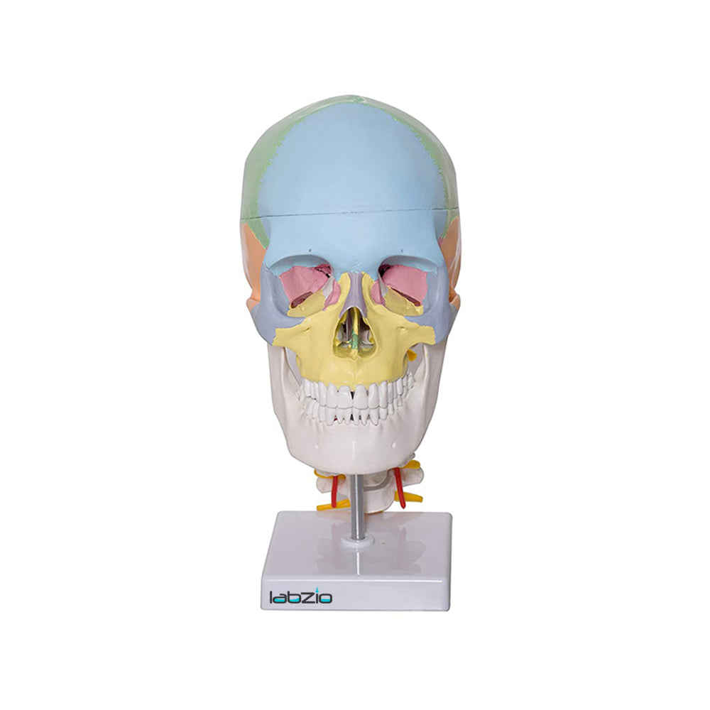 Human life size coloured skull with Cervical Vertebrae showing Nerves and Arteries , 3 parts , detailed key card