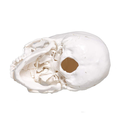 22 part human skull,life size, 22 individual bones ,easy learning anatomy for students in detail, detailed key card included