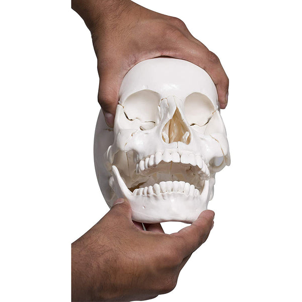 22 part human skull,life size, 22 individual bones ,easy learning anatomy for students in detail, detailed key card included