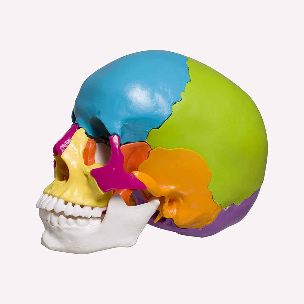 22 part coloured human skull,life size, 22 individual bones ,easy learning anatomy for students in detail, detailed key card included