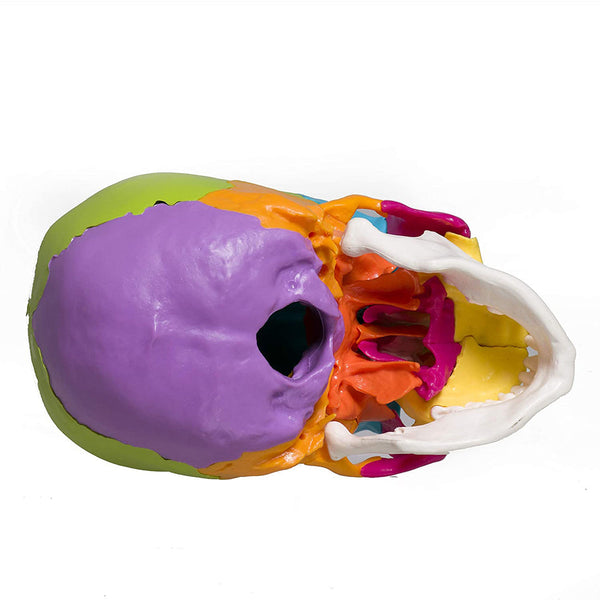 22 part coloured human skull,life size, 22 individual bones ,easy learning anatomy for students in detail, detailed key card included