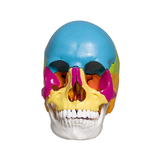 22 part coloured human skull,life size, 22 individual bones ,easy learning anatomy for students in detail, detailed key card included