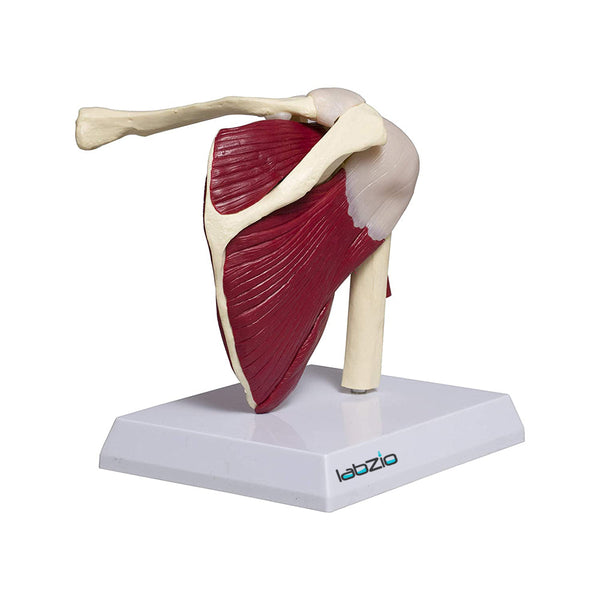 Shoulder joint model with muscle and ligament, comes with a deatiled key card