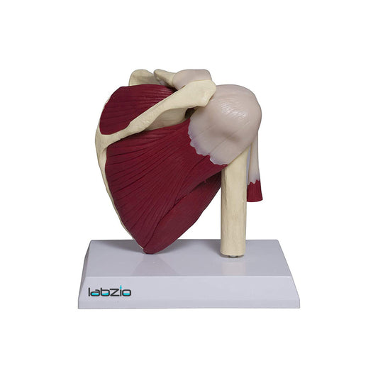 Shoulder joint model with muscle and ligament, comes with a deatiled key card