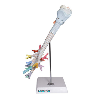 Larynx model with Bronchial tree,3 parts,natural size , with coloured deatiled key card