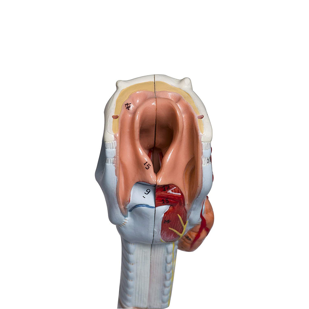 Larynx model with Bronchial tree,3 parts,natural size , with coloured deatiled key card