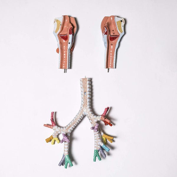 Larynx model with Bronchial tree,3 parts,natural size , with coloured deatiled key card
