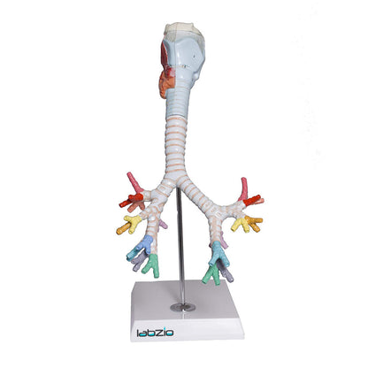 Larynx model with Bronchial tree,3 parts,natural size , with coloured deatiled key card