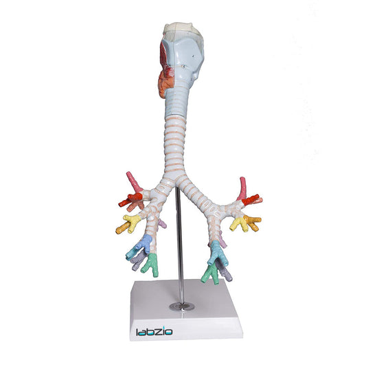 Larynx model with Bronchial tree,3 parts,natural size , with coloured deatiled key card