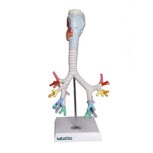 Larynx model with Bronchial tree,3 parts,natural size , with coloured deatiled key card