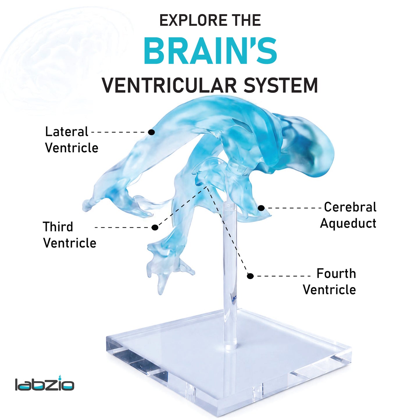 Labzio- Brain Ventricle Model