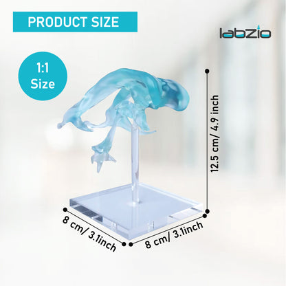 Labzio- Brain Ventricle Model
