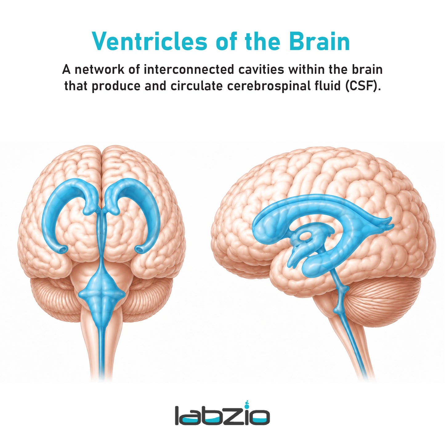 Labzio- Brain Ventricle Model