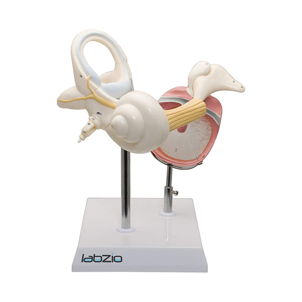 Labyrinth with Ossicles and Tympanic Membrane, 3 parts, detailed keycard included, detachable parts, 8 times enlarged