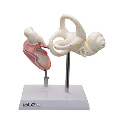 Labyrinth with Ossicles and Tympanic Membrane, 3 parts, detailed keycard included, detachable parts, 8 times enlarged