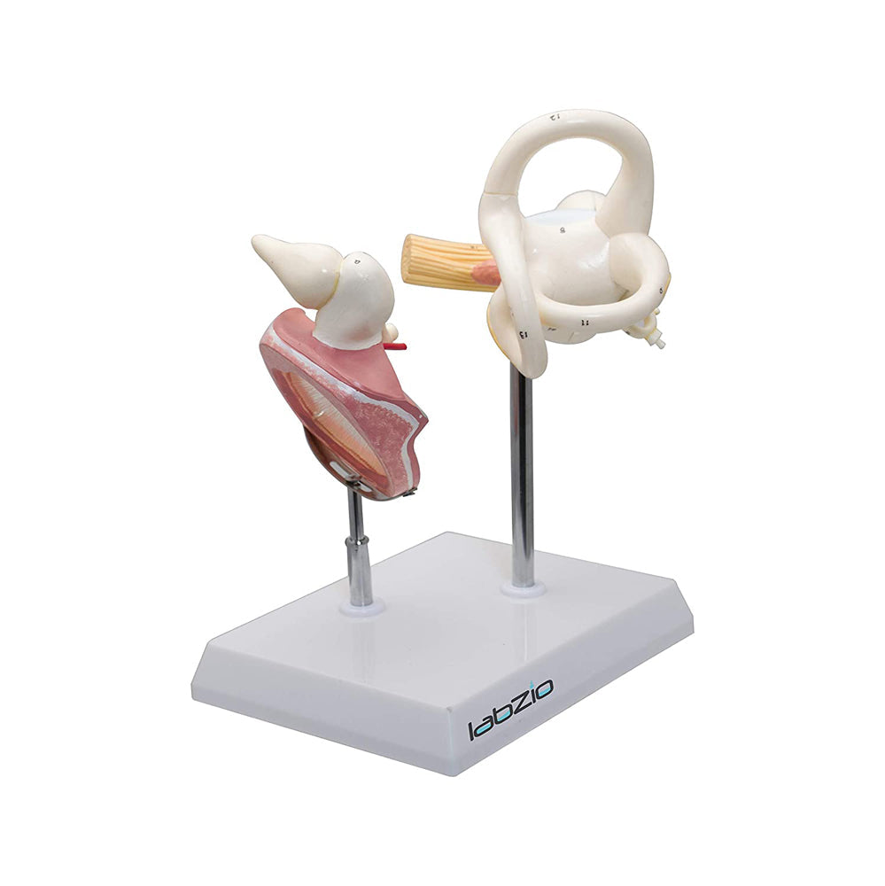 Labyrinth with Ossicles and Tympanic Membrane, 3 parts, detailed keycard included, detachable parts, 8 times enlarged