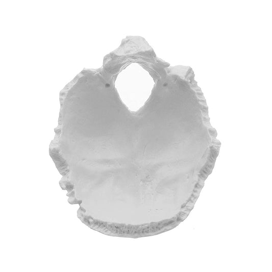 Occipital Bone Model