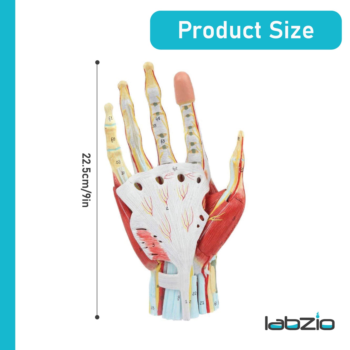 LABZIO Life-Size Hand Skeleton Model | 7-Part Anatomical Model with Ligaments, Muscles, Nerves & Arteries | Medical Study Model for Students, Physiotherapy, Orthopedic & Chiropractic Education