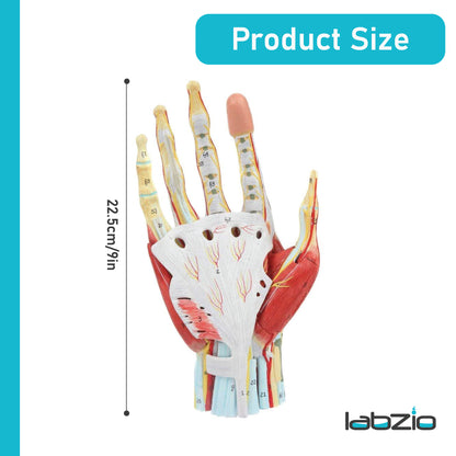 LABZIO Life-Size Hand Skeleton Model | 7-Part Anatomical Model with Ligaments, Muscles, Nerves & Arteries | Medical Study Model for Students, Physiotherapy, Orthopedic & Chiropractic Education